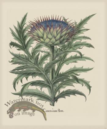 Besler 279 Colored B2